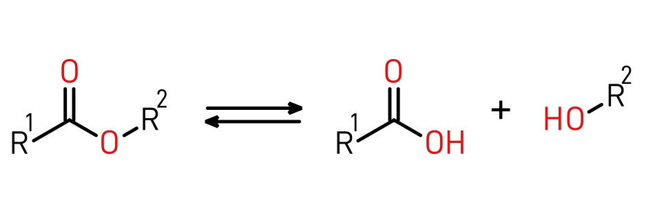 Ester hydrolysis/Esterification